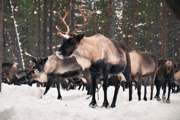 travel to reindeer herders