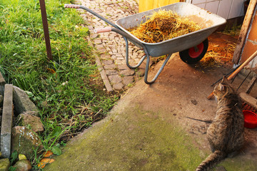 Beim Ausmisten eines Kaninchenstalles mit Schubkarre, auf dem Dorf, Hobby, Züchter