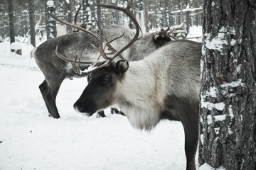 travel to reindeer herders