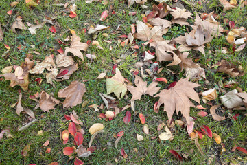Leaf litter, autumn lawn