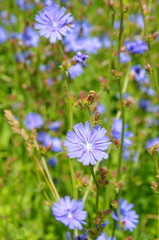 Flowering Chicory ordinary (lat. Cichorium intybus) 
