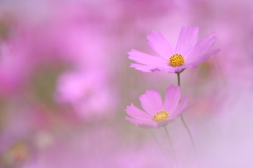 Obraz premium 秋 癒しのコスモス