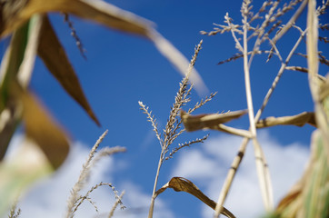 Sky on the corn field 