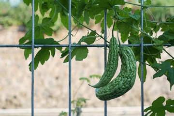 Bitter gourd/ bitter cucumber/ bitter melon. Urban vegetables farming in Indonesia