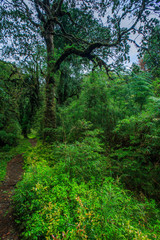 Detail of the enchanted forest in carretera austral, Bosque encantado Chile patagonia