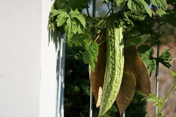 Bitter gourd/ bitter cucumber/ bitter melon. Urban vegetables farming in Indonesia