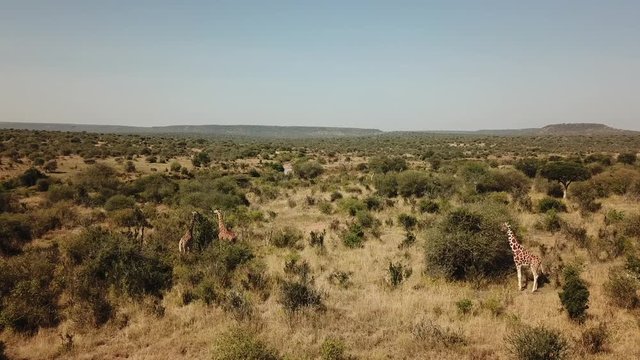 Aerial footage wild Reticulated Giraffes in Kenya
