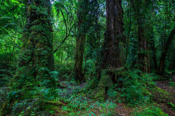 Obraz premium Detail of the enchanted forest in carretera austral, Bosque encantado Chile patagonia