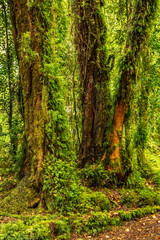Detail of the enchanted forest in carretera austral, Bosque encantado Chile patagonia