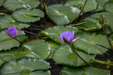 Water lily