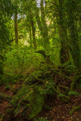 Detail of the enchanted forest in carretera austral, Bosque encantado Chile patagonia