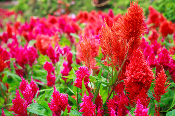varieties of colorful Celosia Plumosa flower, commonly known as the plumed cockscomb or silver cock's comb. It is a herbaceous plant of tropical origin. The leaves and flowers are edible when boiled.