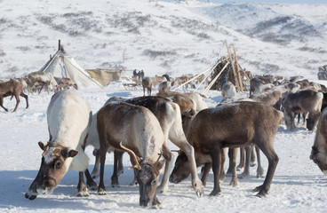 herd of deer near a Nenets chums on a  winter day, Yamal, Russia.