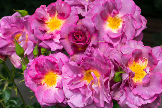 Bush blooming pink roses close up © Shchipkova Elena