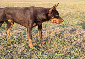 The Australian kelpie dog watches and chases the drone and tries to catch it