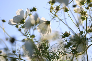 秋　癒しのコスモス