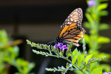 A broken monarch