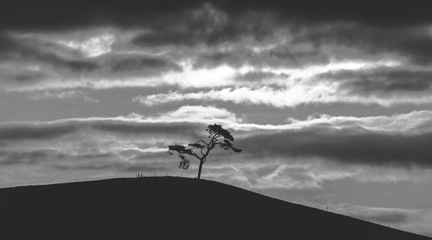 Lonely Tree With Ominous Cloudy Sky