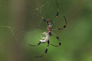 Dinner
