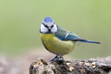 Blaumeise (Cyanistes caeruleus) im Naturschutzgebiet Mönchbruch bei Frankfurt, Deutschland.