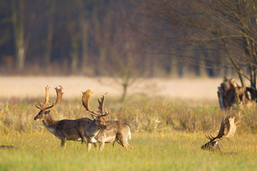 Eine Gruppe Damhirsche (Dama dama) auf einer Wiese im Naturschutzgebiet Mönchbruch bei Frankfurt,...