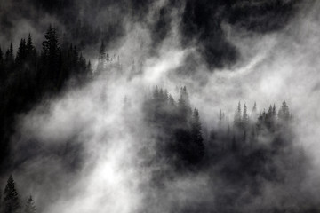 Fog in the forest, North Cascades National Park, WA, USA. 