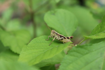 grasshopper on a leaf