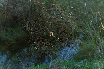 Spider In Middle Of Web 2