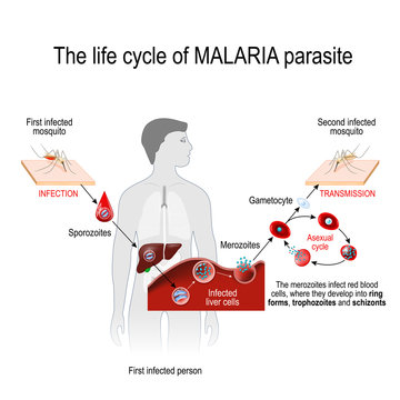 life cycle of a malaria parasite