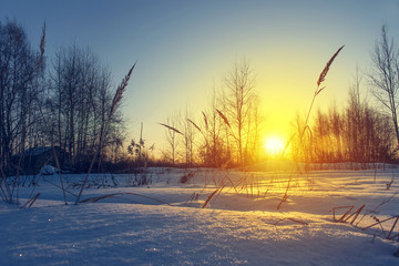 Frosty grass at winter sunset. Winter background.