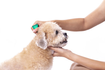 tick and flea prevention for a dog on white background