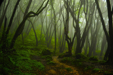 Asian tropical rainforest