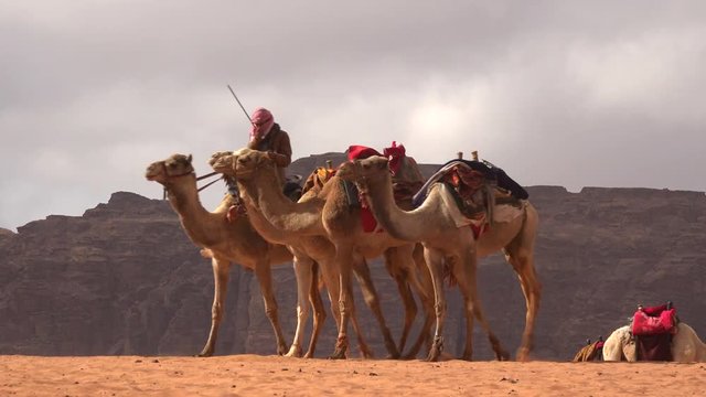 Camels in the desert of Wadi Rum