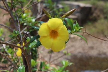 yellow flower