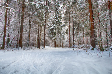 Beautiful winter forest with high fir trees after a heavy snowfall.