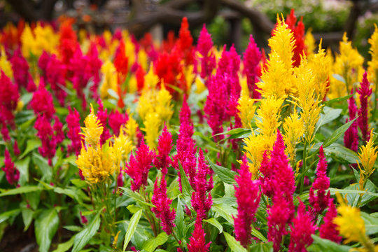varieties of colorful Celosia Plumosa flower, commonly known as the plumed cockscomb or silver cock's comb. It is a herbaceous plant of tropical origin. The leaves and flowers are edible when boiled. © Victorflowerfly