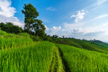 The rice field terraces at Papongpiang, Thailand.