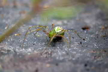 Beautiful Green Florida Spider