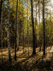 Obraz premium Autumn landscape