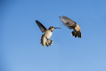 Every year in March, just as in Florida Spring Break, Hummingbirds Come in Droves to Southern Nevada, and Compete for Attention, Breed, and Drink as much as Half their Body Weight in Nectar Every Day