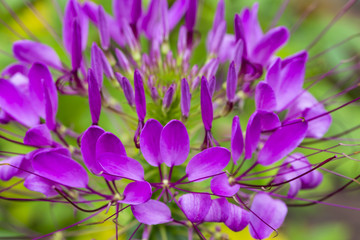 Fototapeta premium Violet spider flower ( Cleome spinosa ) in close up