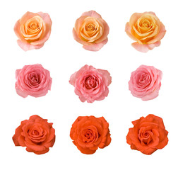 Naklejka premium żółta, różowa i czerwona róża na białym tle na białym tle zestaw