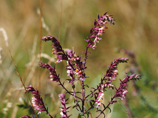 Morada