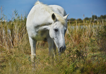 Wildpferde in der Camarque
