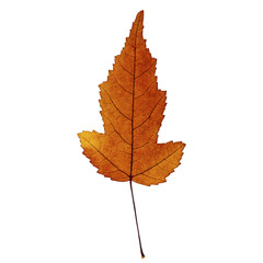 Naklejka na ściany i meble Autumn dark orange maple leaf isolated on the white background. Fall leaves.