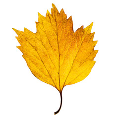 Autumn light yellow maple leaf isolated on the white background. Fall leaves.