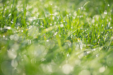 Fototapeta na wymiar Fresh morning dew on spring grass