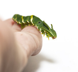Caterpillar of common nawab butterfly ( Polyura athamas ) in 5th stage on human finger