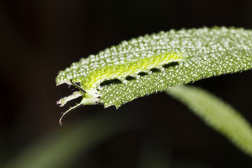 Caterpillar of Tabby butterfly  (Pseudergolis wedah) on its host plant leaf