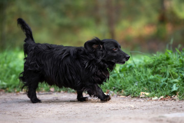 small black mixed breed dog walking outdoors